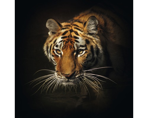 Glasbild Tiger II 80x80 cm GLA1240