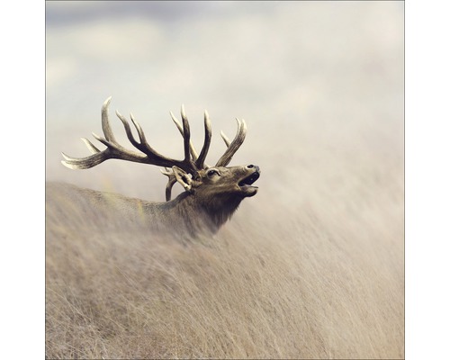 Glasbild Lonely Deer 50x50 cm GLA1349