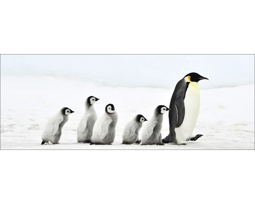 Glasbild Penguin Family 30x80 cm GLA1353