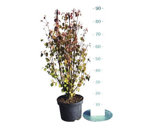 Japanischer Kuchenbaum, Lebkuchenbaum Cercidiphyllum japonicum H 60-80 cm Co 5 L Blütenhartriegelbusch im Topf, circa 90 Zentimeter hoch.