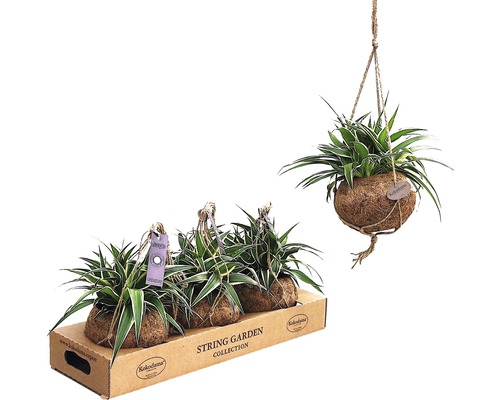 Kokodama-Ampel Grünlilie FloraSelf Chlorophytum comosum H 25-30 cm Ø 15 cm Topf Kokedama Zimmerpflanzen in Kokosfaserbällen mit Aufhängung
