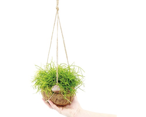 Hängepflanze mit grünen Trieben in Kokosnussschale an einem Seil