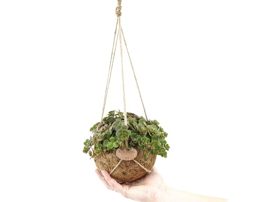 SuperMoss Kokedama Moosball – 15,2 Cm Pflanzgefäß Zum Bepflanzen & Aufhängen