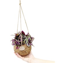 Hängende Kokedama-Pflanze mit dekorativen Blättern in der Hand