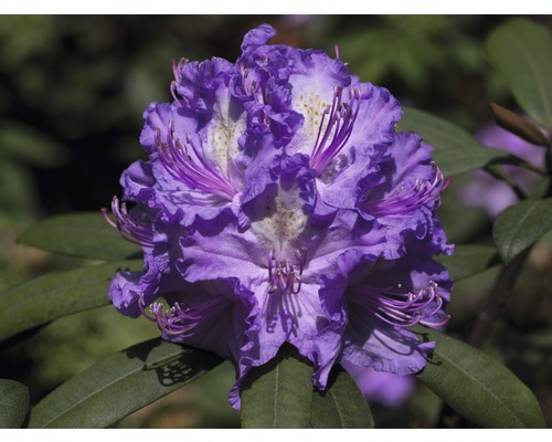 Alpenrose Rhododendron x Hybride 'Alfred' H 40-50 cm Co 7,5 L
