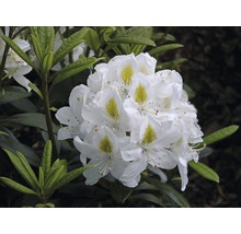 Alpenrose Rhododendron x Hybride ''Mad Masson' H 40-50 cm Co 7,5 L
