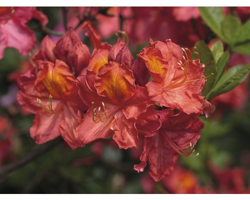 Azalee Rhododendron lutem 'Juanita' H 30-40 cm Co 5 L