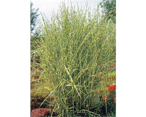 Chinaschilf Zebragras FloraSelf Miscanthus sinensis 'Strictus' H 10- 150 cm Co 6 L