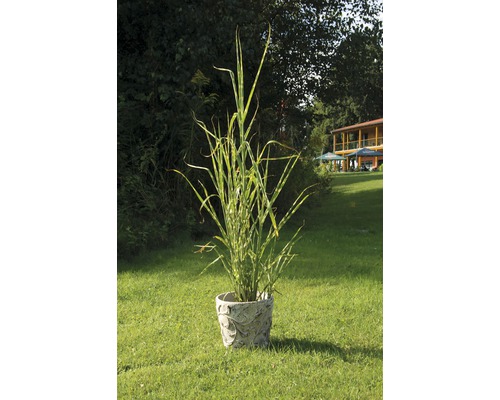 Zebrakolben in einem Topf mit Dekor