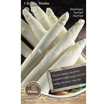 Spargelsetzlinge der Sorte Thielim für den Anbau von weißem Spargel