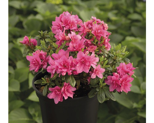 Azalee in einem Topf mit pinkfarbenen Blüten.