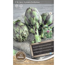 Artischockenpflanze Cynara Scolymus im Topf