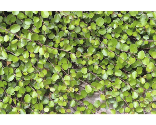Mühlenbeckia Pflanze mit runden Blättern