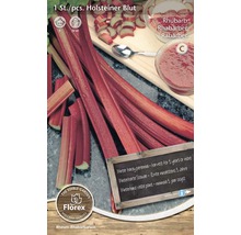 Rhizom Rhabarber 'Holsteiner Blut' rot 1 Stk