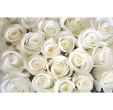 Fototapete Vlies 18326 White Roses 7-tlg. 350 x 260 cm-thumb-0
