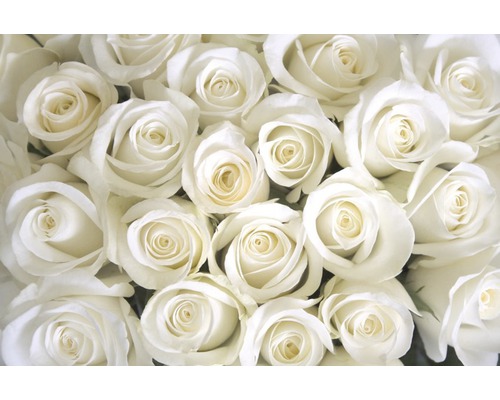 Fototapete Vlies 18326 White Roses 7-tlg. 350 x 260 cm-0
