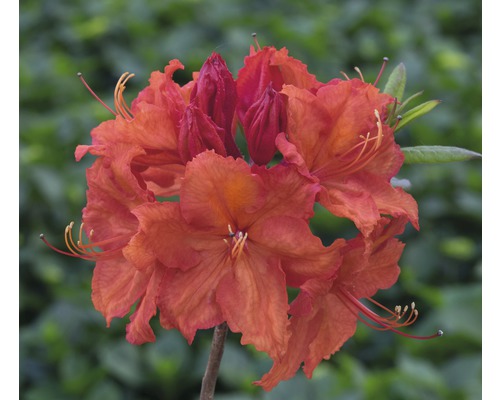 Azalee Rhododendron lutem 'Feuerwerk' H 30-40 cm Co 5 L