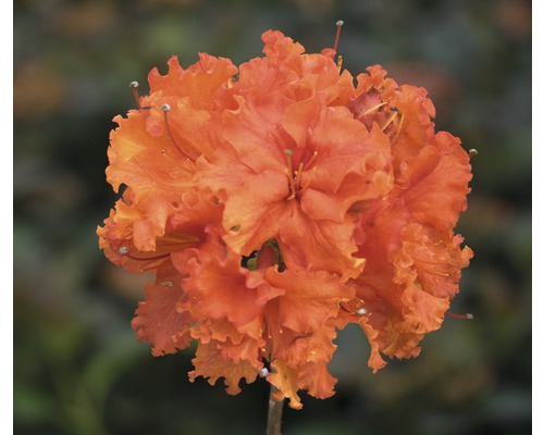 Azalee Rhododendron lutem 'Gibraltar' H 30-40 cm Co 5 L