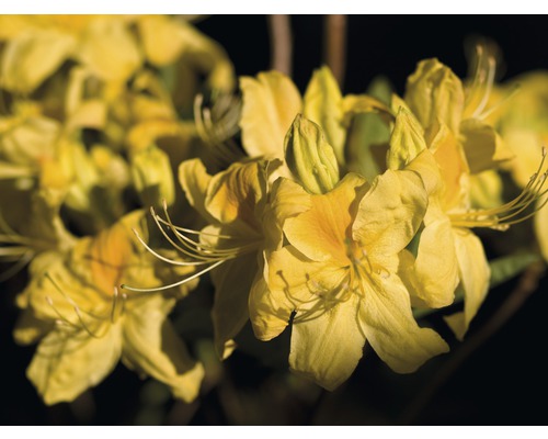 Gelbe Azaleenblüten im Detail