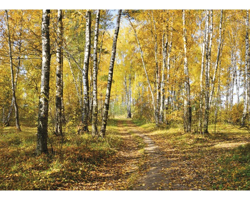 Fototapete Vlies 18332 Autumn Forest Path 7-tlg. 350 x 260 cm