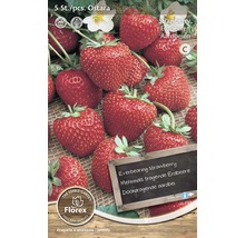 Rhizome Erdbeere 'Ostara' rot 5 Stk-thumb-0