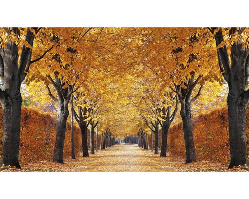 Fototapete Vlies 18333 Autumn Alley 7-tlg. 350 x 260 cm