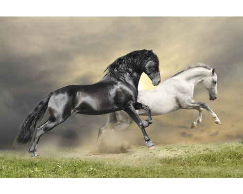 Fototapete Vlies 18334 Black and White Horses 7-tlg. 350 x 260 cm