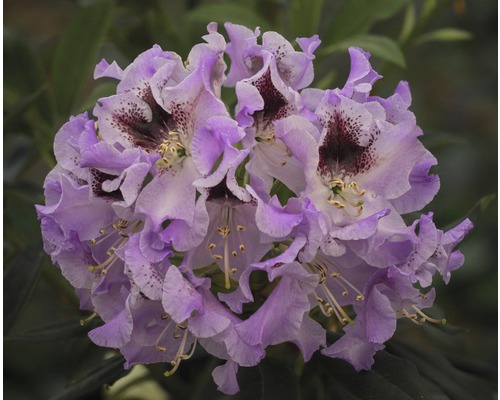 Alpenrose Rhododendron x Hybride 'Blaue Jungs' H 40-50 cm Co 7,5 L, Großblumige Rhododendron Alpenrose Rhododendron x Hybride 'Blaue Jungs' H 40-50 cm Co 7,5 L, Großblumige Rhododendron