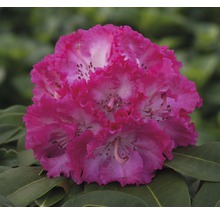 Alpenrose Rhododendron x Hybride 'Prof. Horst Roebenek' H 25-30 cm Co 5 L