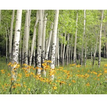 Szene mit Birkenwald und gelben Blumenwiese.
