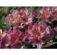 Nahaufnahme einer rosa Rhododendronblüte