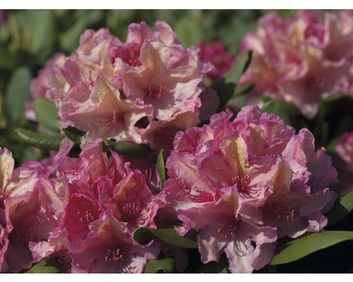 Kalktolerante Alpenrose Rhododendron Inkarho® 'Brasilia' H 25-30 cm Co 5 L, orange Nahaufnahme einer rosa Rhododendronblüte