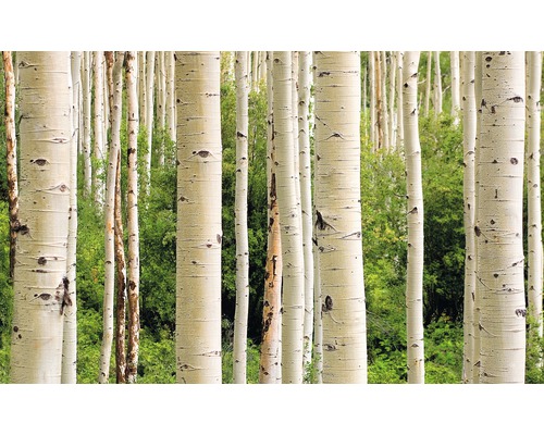 Fototapete Vlies 18345 Aspen Woods in Summer 7-tlg. 350 x 260 cm