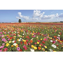 Blumenfeld mit bunten Blüten unter blauem Himmel