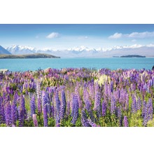 Landschaft mit Lupinenfeld, See und Bergen im Hintergrund