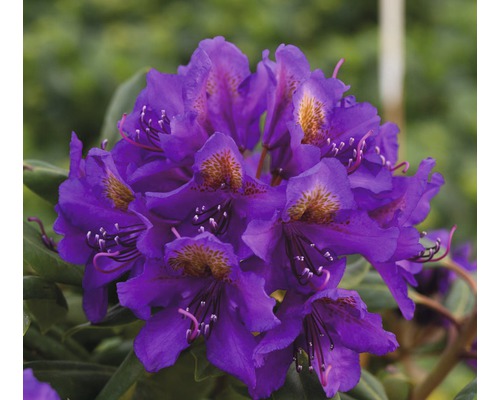 Easydendron Rhododendron Inkarho® 'Marcel Menard' H 25-30 cm Co 5 L kalktolerante Rhododendron