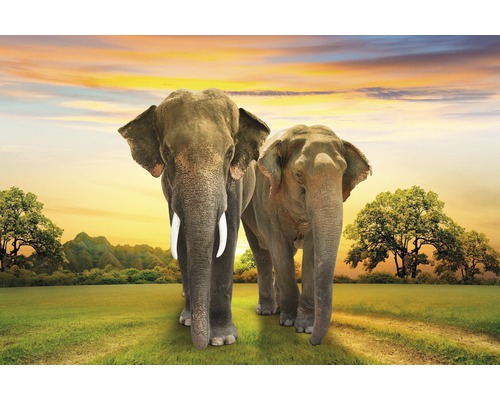 Fototapete Vlies 18353 Elephants Family 7-tlg. 350 x 260 cm
