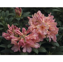 Nahaufnahme einer Rhododendronblüte