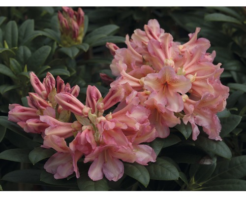 Nahaufnahme einer Rhododendronblüte