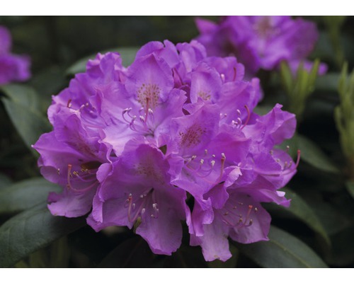 Easydendron Rhododendron Inkarho® 'Roseum Elegans' H 30-40 cm Co 5 L kalktolerante Rhododendron