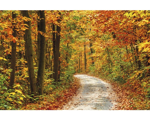Fototapete Vlies 18360 Pathway in Colorful Autumn 7-tlg. 350 x 260 cm