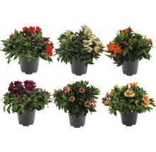 Prinzessinenlilie Inkalilie FloraSelf Alstromeria indica 'Colorita' H 5-20 cm Ø 19 cm Topf