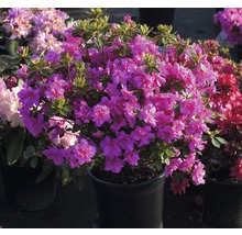 Japanische Azalee Rhododendron obtusum 'Rosinetta' ® H 20-30 cm Co 3 L, gefüllte rosa Blüten
