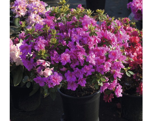 Japanische Azalee Rhododendron obtusum 'Rosinetta' ® H 20-30 cm Co 3 L