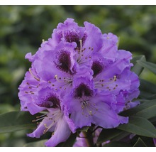 Nahaufnahme einer lila blühenden Rhododendron Pflanze.