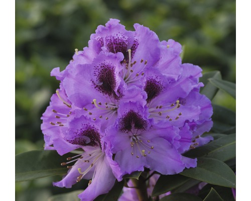 Nahaufnahme einer lila blühenden Rhododendron Pflanze.