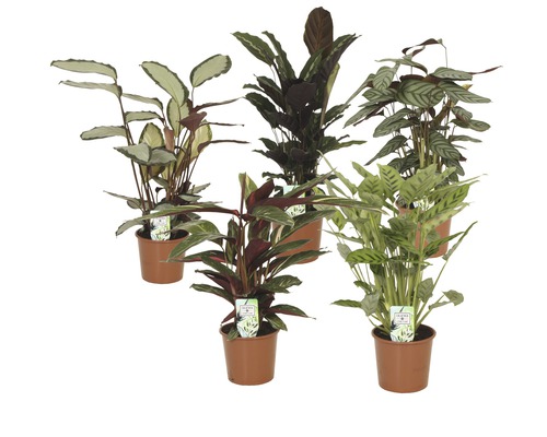 Korbmarante FloraSelf Calathea Mix H 80-85 cm Ø 17 cm Topf in Sorten