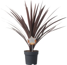 Keulenlilie Cordyline australis H 20-30 cm Ø 17 cm Topf-thumb-1