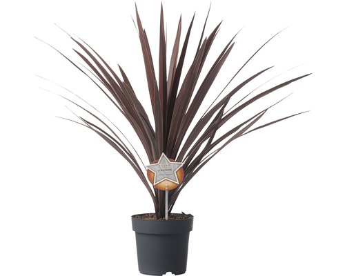Cordyline Zimmerpflanze in einem Topf