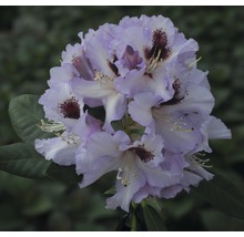 Alpenrose Rhododendron x Hybride 'Pinguin' H 25-30 cm Co 5 L